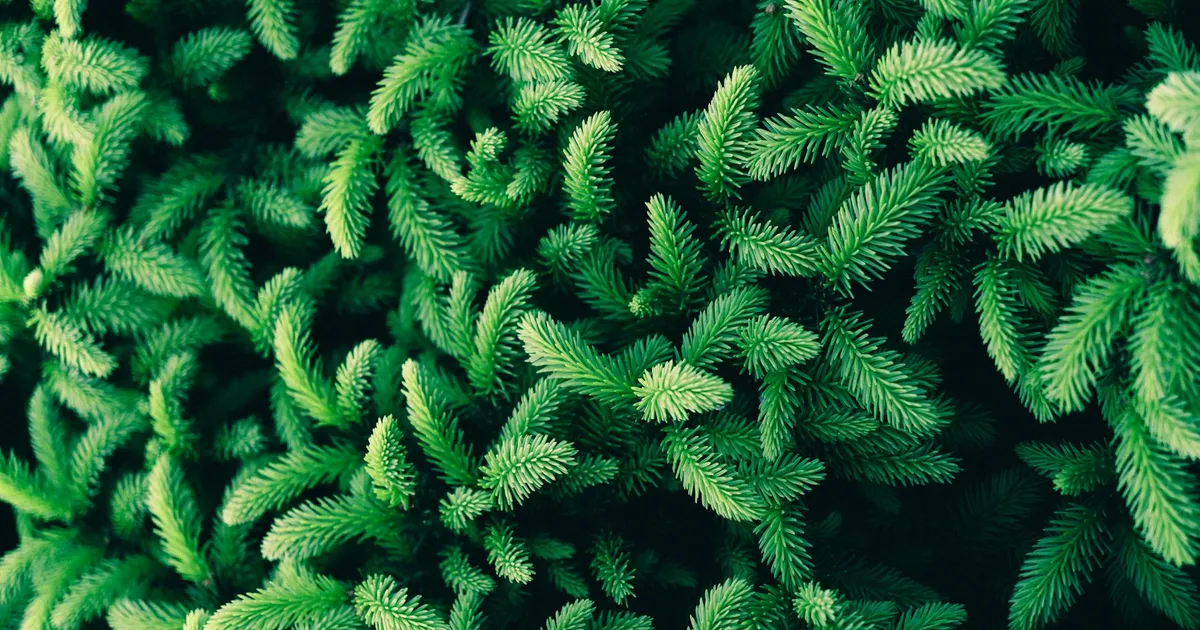 Creating Evergreen Content